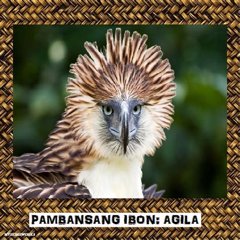 pambansang ibon ng pilipinas